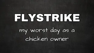 The WORST Thing Happened // Chicken FLYSTRIKE // I Cried