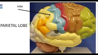 Brain  Models and Sheep Video