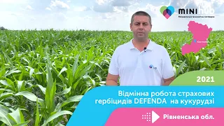 Відмінна робота страхових гербіцидів DEFENDA на кукурудзі | Mini Hub у Рівненській області