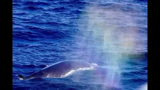 極地生態（北極熊、獨角鯨、長鬚鯨、領航鯨、髯鬚海豹）