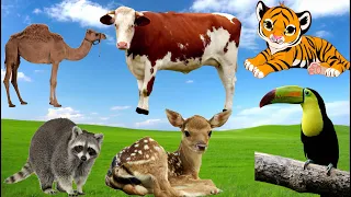 Discover the Amazing World of Animal Sounds: Camel, Toco toucan, Sika deer, Raccoon, Tiger, Cow