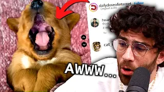 HasanAbi reacts to Daily Dose Of Internet | CUTEST ANIMALS