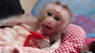 So Sweet! Baby Monkey Starving Milk, Tiny Newborn Monkey Jason Drinking Warm Milk After Wake Up Cry