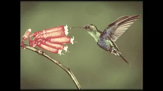 Henrique e Juliano & Marília Mendonça - Flor E O Beija Flor (RAS Cover Traducido al Español)