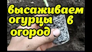 ВЫСАЖИВАЕМ РАССАДУ ОГУРЦОВ В ОГОРОД,ПОД ВИНОГРАД!