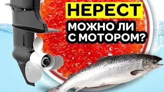 🎣 Можно ли выходить на лодке с мотором в нерестовый запрет? Что говорит ГИМС и рыбнадзор 2020