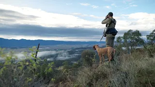 Hunting fallow deer with a gundog and backstraps for lunch