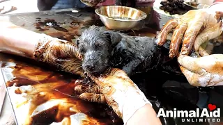 Puppies are Rescued after being stuck in Tar for days