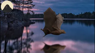 The Evolution of Bats