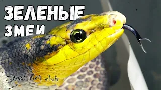 Зеленые древесные змеи. Green tree snakes