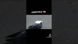 голупюби Америка и России #shorts