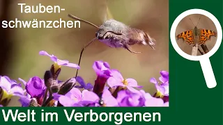 Taubenschwänzchen, hummingbird hawk-moth (Macroglossum stellatarum)