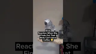 Birds Reaction When She Finds Out She Can't Have Coffee 😂#animals #pets #birds #funny #cute #amazing