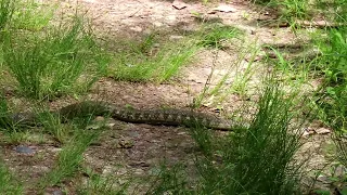 黄色っぽいヤマカガシとサンコウチョウの鳴き声 2023-5-18