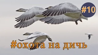 Охота на белолобого гуся с манком  Hunting for white fronted goose