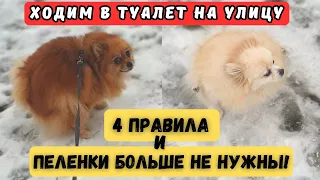 🐾Как ШПИЦА Приучить к ТУАЛЕТУ НА УЛИЦЕ🐾 100% Проверено!