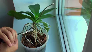 HOW TO SEPARATE ORCHID from one we get two