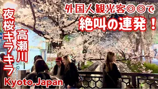 Tourists, screaming at ◎◎! The cherry blossoms at Takase River sparkle at night!  kyoto, Japan.
