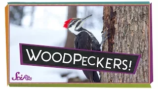Why Don't Woodpeckers' Heads Hurt?