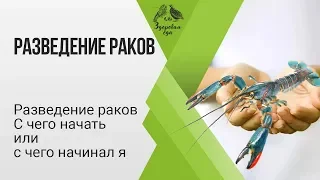 Разведение раков. С ЧЕГО НАЧАТЬ ИЛИ С ЧЕГО НАЧИНАЛ Я.