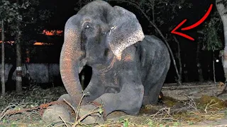 Слон ЗАПЛАКАЛ, когда его наконец СПАСЛИ после более чем 50 лет жизни в цепях...