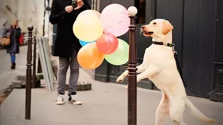 Cats and Dogs Vs. Balloons 🐱🐶 Funny Cats and Dogs Playing Balloons(Part 1) [Funny Pets]