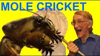 Чем Опасна Медведка - Вредитель Вашего Огорода? Mole Cricket Gryllotalpa gryllotalpa.