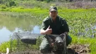 Turtle Trapping Part 2 - The Catch!