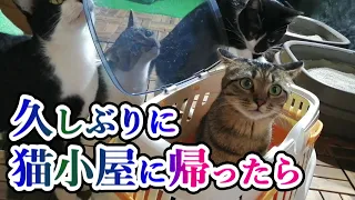 【避妊手術をして 久しぶりに猫小屋に帰ると．．】お家を忘れちゃったのか？おかしな反応のムギ♀