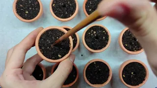 Planting the buds of the plant into the previously prepared planter | ASMR (No Talking)