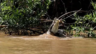 Jaguar brutally attacks a Caiman in the shallow waters *Killer Predators* || WooGlobe