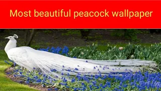 Most beautiful peacock wallpaper