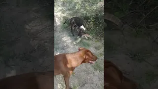 Pitbull x weimaraner vs monitor lizard