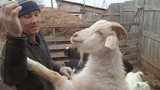 Новый друг козёл
