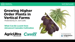 Critical Lessons: Learning Transfer from the Cannabis Industry to the Vertical Farming Industry