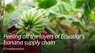 Peeling off the layers of Ecuador's banana supply chain