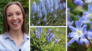 How to Plant Scilla, Grape Hyacinths, Glory-of-the-Snow, Crocus, and other Minor Bulbs // Northlawn