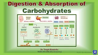 2: Digestion & Absorption of Carbohydrates I Carbohydrates Metabolism| Biochemistry