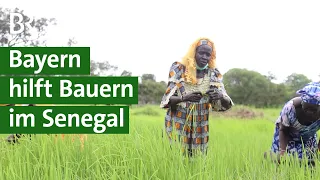 Landwirtschaft in Afrika: Unterstützung für Bauern und Maschinenringe im Senegal | Unser Land | BR