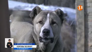 Падеж скота в Карагандинской области