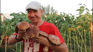 Как вырастить много белых грибов на своем участке 3