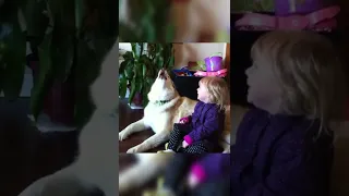 Toddler laughs as he and husky howl together #short