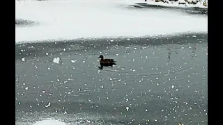 Наглая утка посреди зимы...