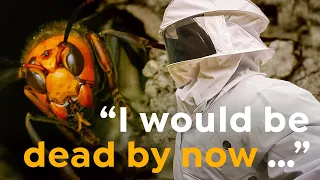 How to Film Murder Hornets without Getting Stung