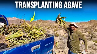 How YouTube Helps Me Green This Desert