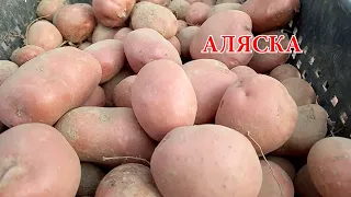 Картофель сорт Аляска