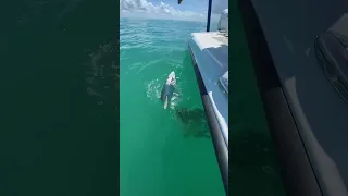Shark gets eaten by Goliath Grouper 👀😳😳