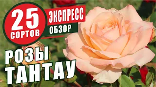 РОЗЫ ТАНТАУ. ЭКСПРЕСС-ОБЗОР 25 СОРТОВ. TANTAU ROSES. EXPRESS REVIEW 25 VARIETIES.