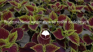 Rozmnażanie wegetatywne roślin ozdobnych, czyli klonowanie / Dorota Szubierajska