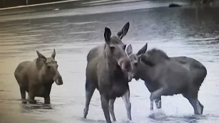 Wild elk in Sweden.